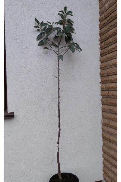 Слива біла Медова (рання) - 5л/вис.180-200см/Ø40-50см/2р